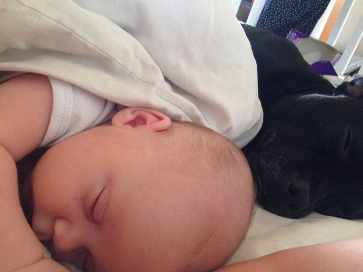 Staffordshire bull terrier Darko (Manne) billede 36