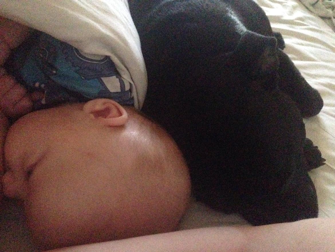 Staffordshire bull terrier Darko (Manne) - darko putter med sin lillebror Hver morgen;) billede 37