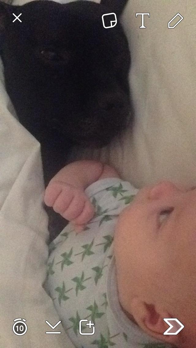 Staffordshire bull terrier Darko (Manne) - darko snakker med sin lillebror billede 38