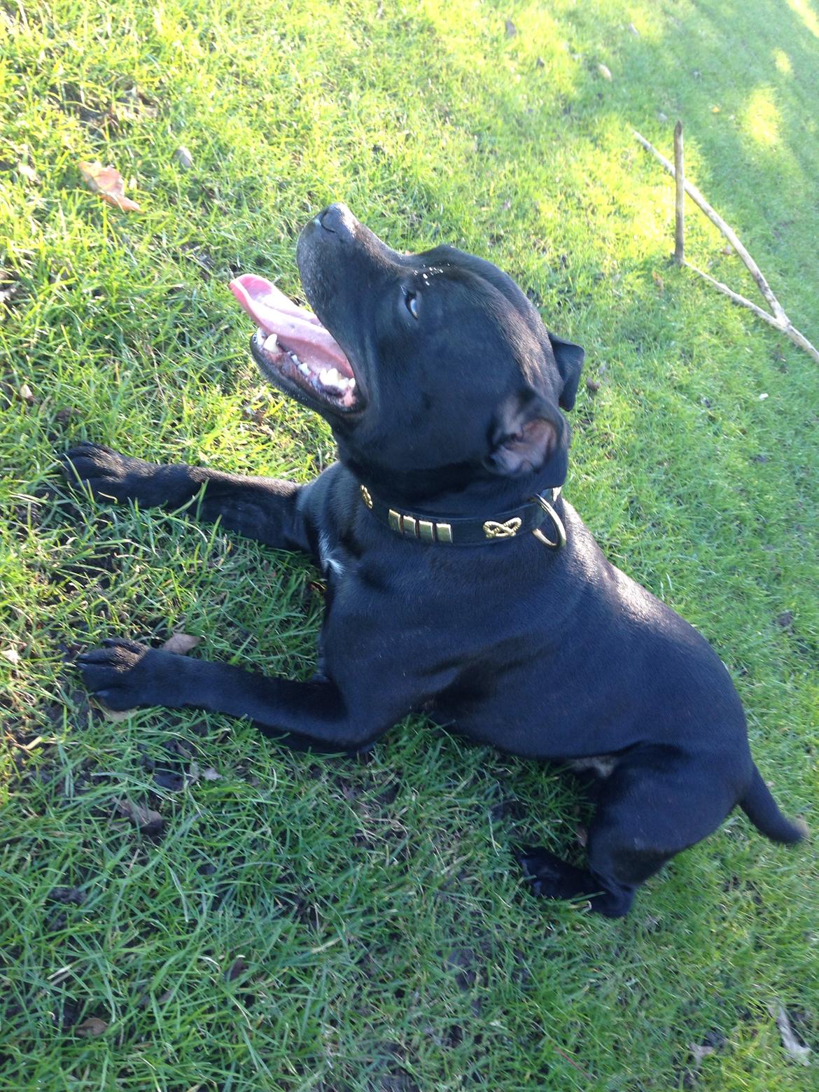 Staffordshire bull terrier Darko (Manne) billede 32