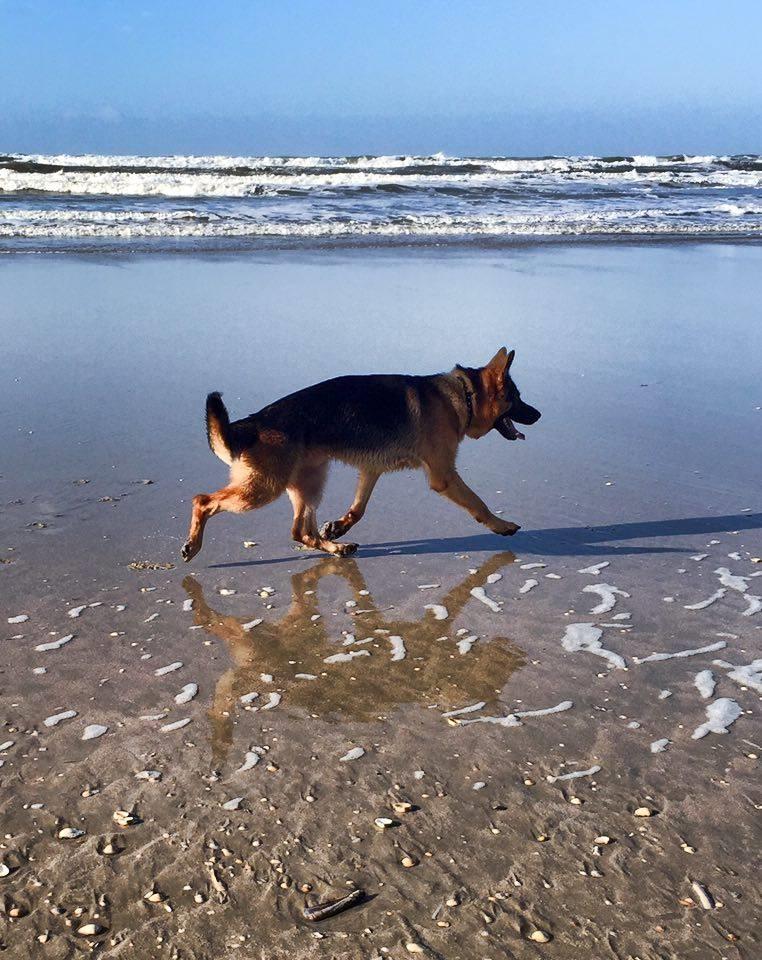 Schæferhund Rapi Enosch (Odin) billede 3