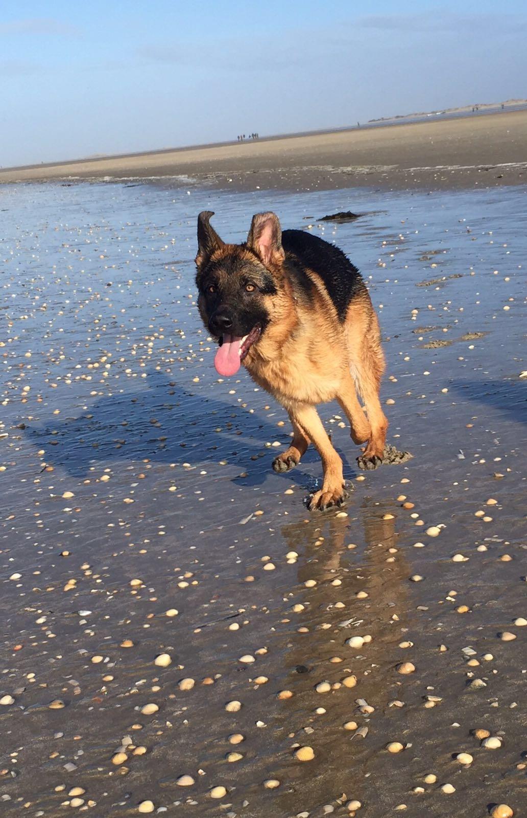 Schæferhund Rapi Enosch (Odin) billede 1