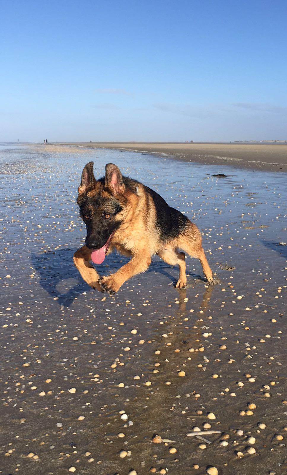 Schæferhund Rapi Enosch (Odin) billede 2