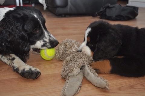 Berner sennenhund Charoca's Aura billede 2