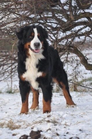 Berner sennenhund Charoca's Aura billede 1