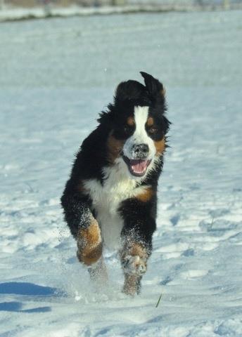 Berner sennenhund Charoca's Aura billede 3