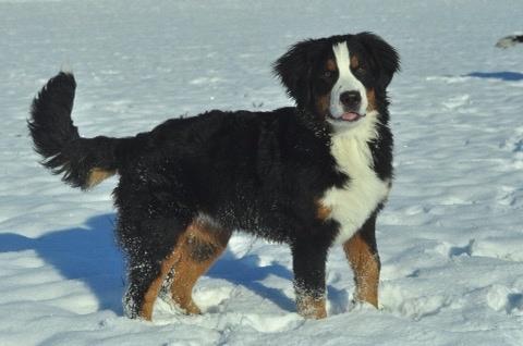 Berner sennenhund Charoca's Aura billede 4