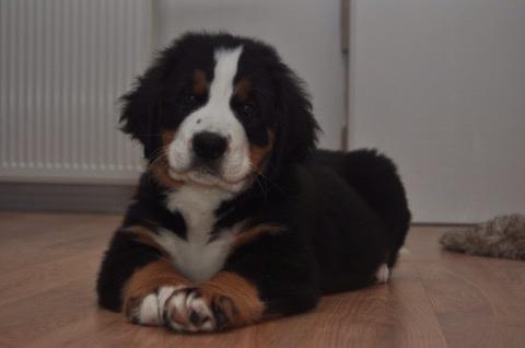 Berner sennenhund Charoca's Aura billede 6