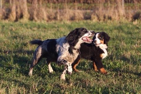 Berner sennenhund Charoca's Aura billede 5