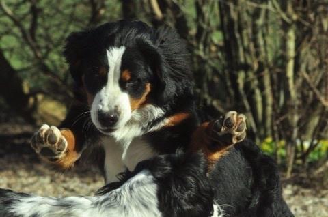 Berner sennenhund Charoca's Aura billede 7