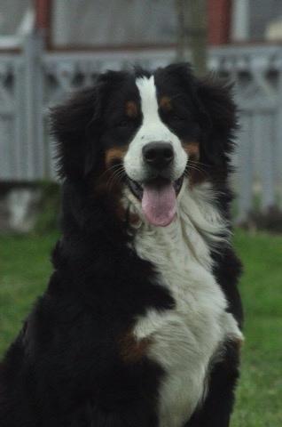 Berner sennenhund Charoca's Aura billede 8