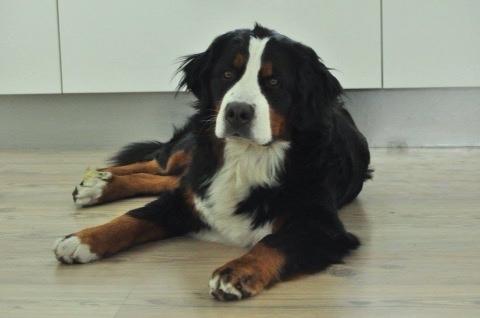 Berner sennenhund Charoca's Aura billede 9