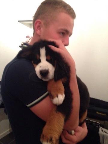 Berner sennenhund Charoca's Aura billede 10