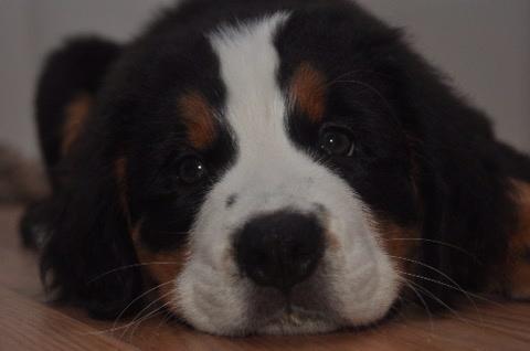 Berner sennenhund Charoca's Aura billede 11