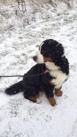 Berner sennenhund Charoca's Aura billede 12