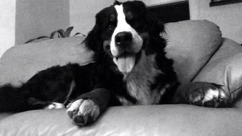 Berner sennenhund Charoca's Aura billede 13