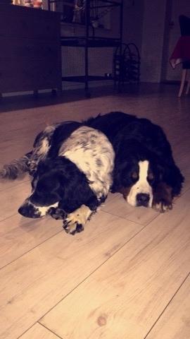 Berner sennenhund Charoca's Aura billede 14