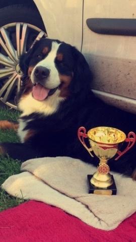 Berner sennenhund Charoca's Aura billede 16
