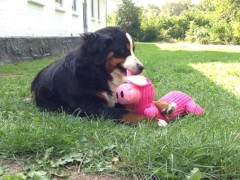 Berner sennenhund Charoca's Aura billede 15