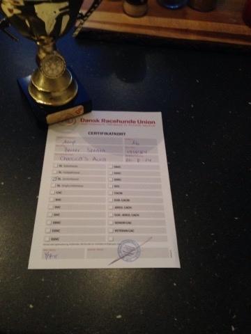 Berner sennenhund Charoca's Aura billede 17