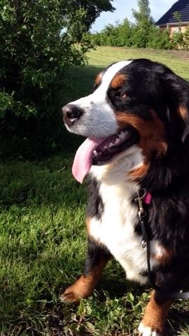 Berner sennenhund Charoca's Aura billede 18