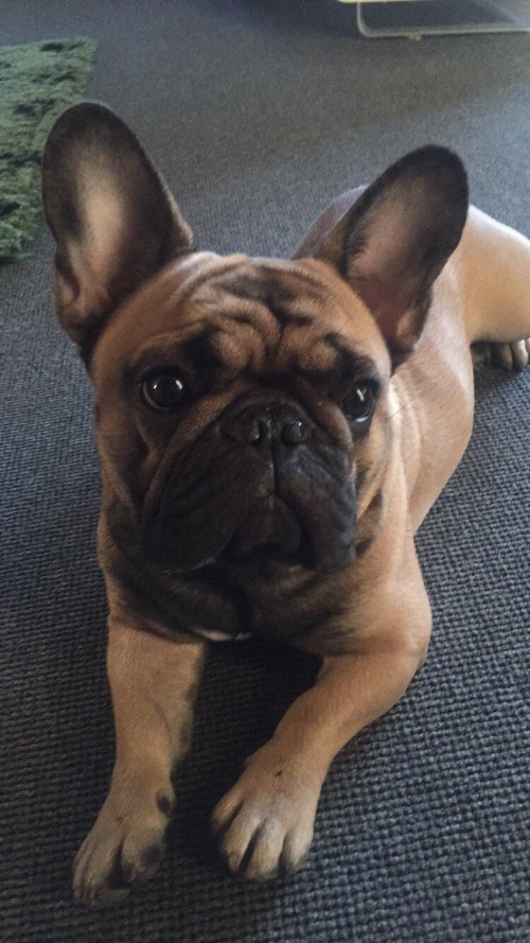 Fransk bulldog Minna  billede 3