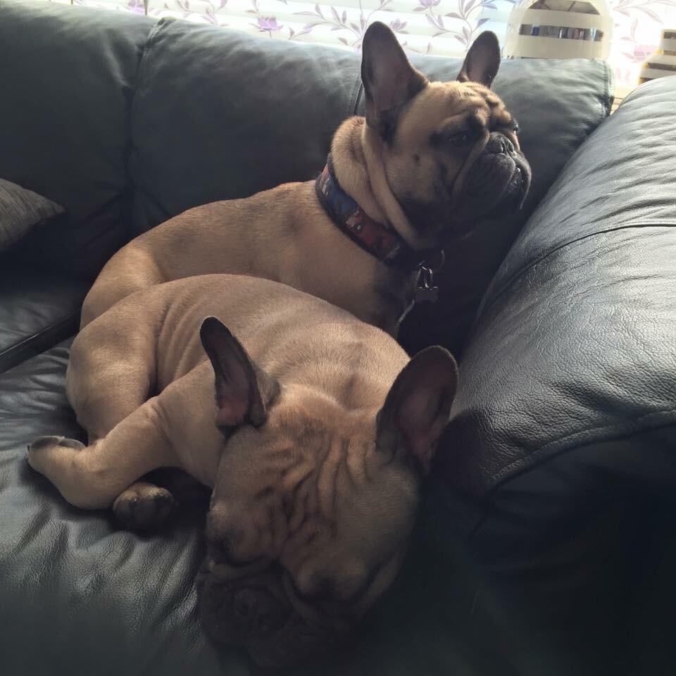 Fransk bulldog Minna  billede 4