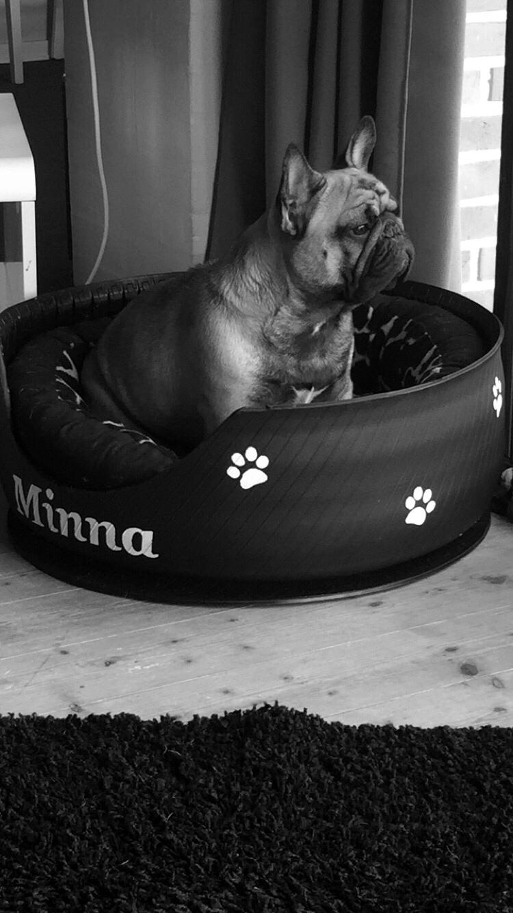 Fransk bulldog Minna  billede 5