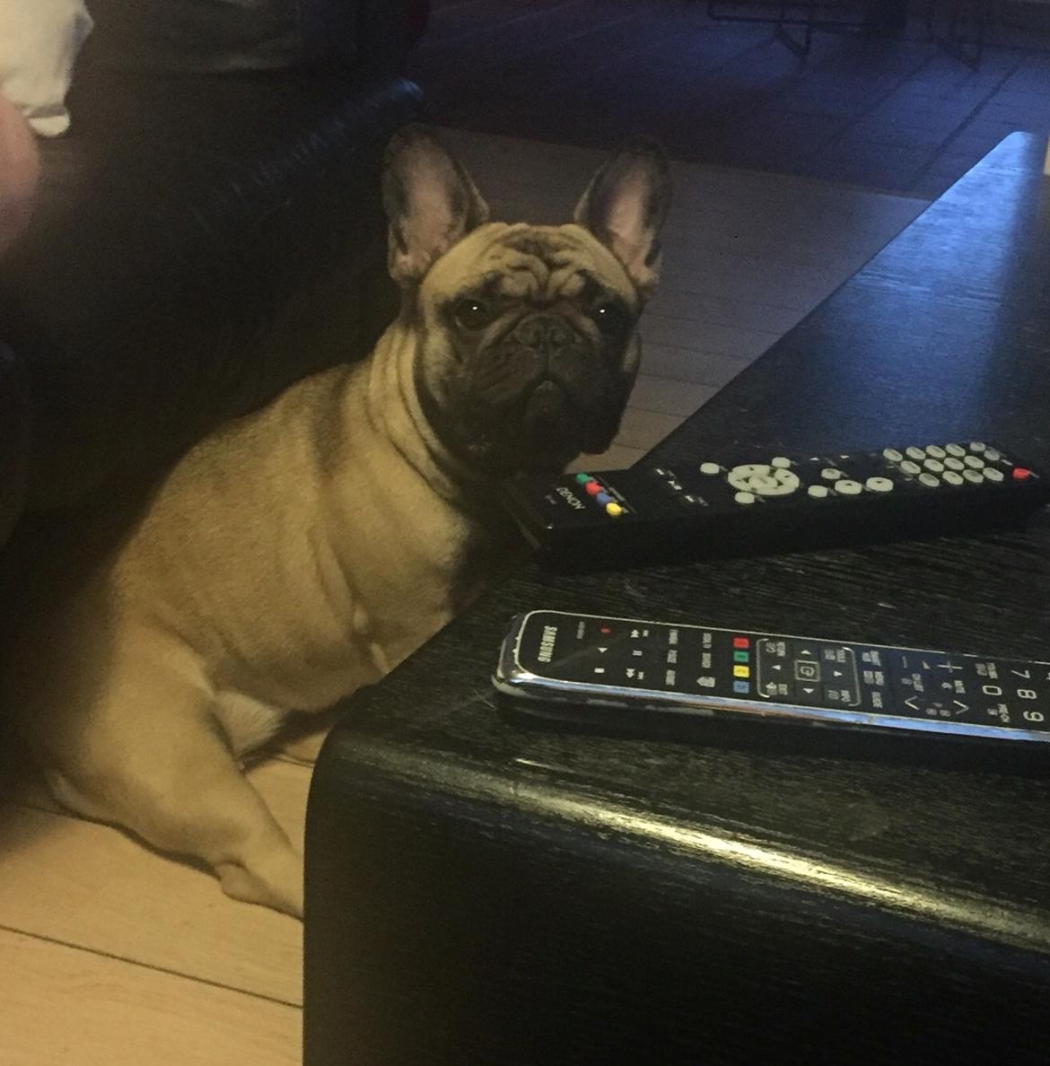 Fransk bulldog Minna  billede 6