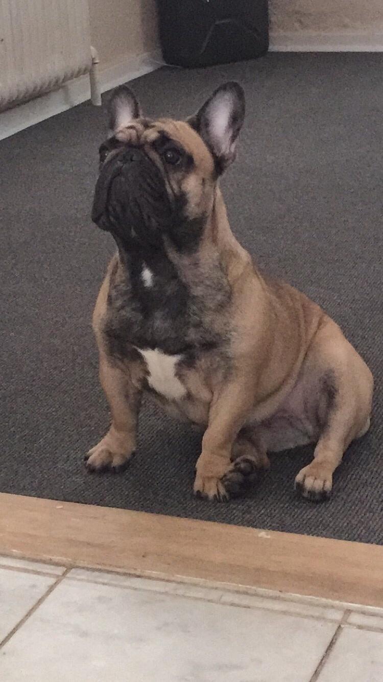 Fransk bulldog Minna  billede 7