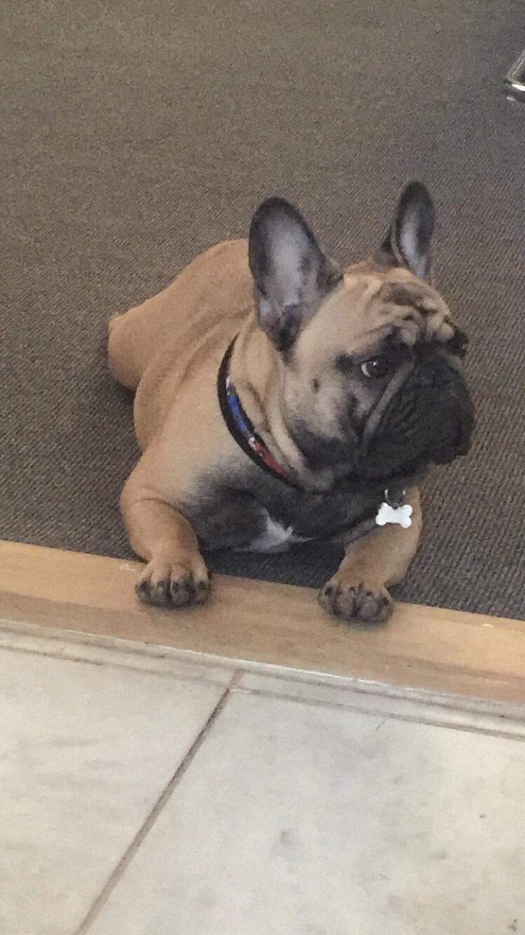 Fransk bulldog Minna  billede 8