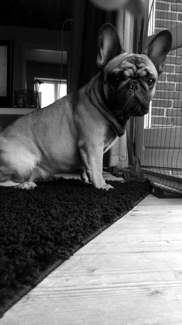 Fransk bulldog Minna  billede 10