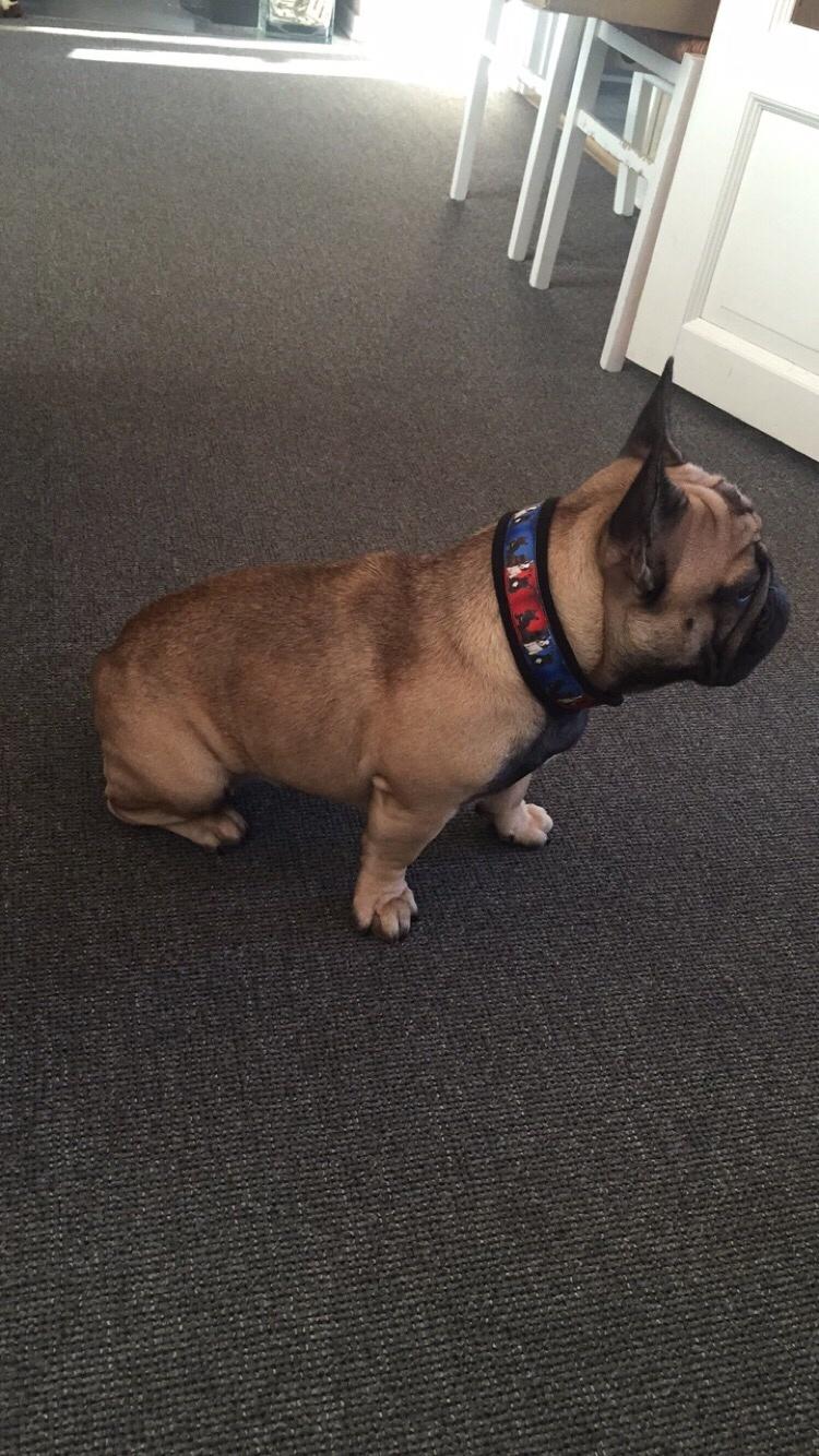 Fransk bulldog Minna  billede 9