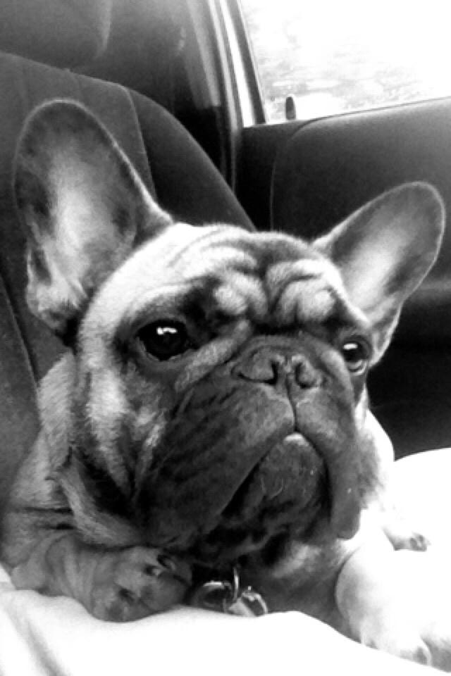 Fransk bulldog Minna  billede 11