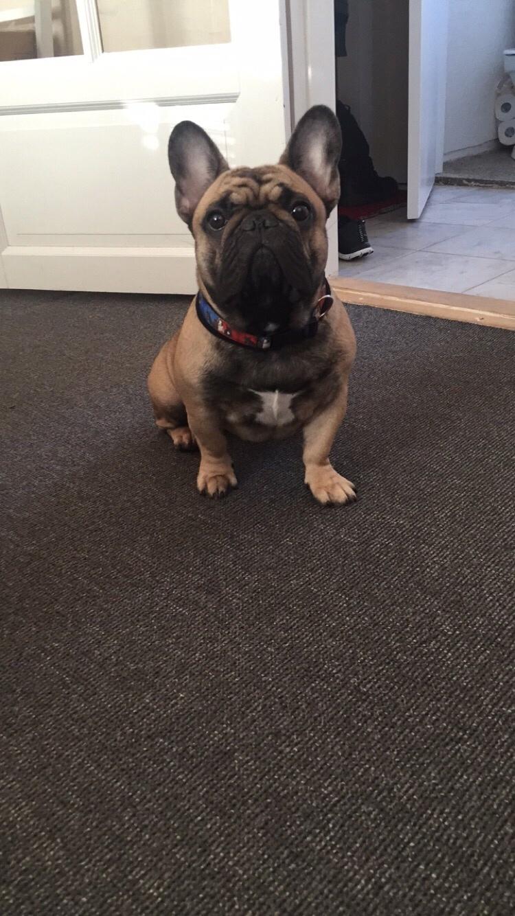 Fransk bulldog Minna  billede 12