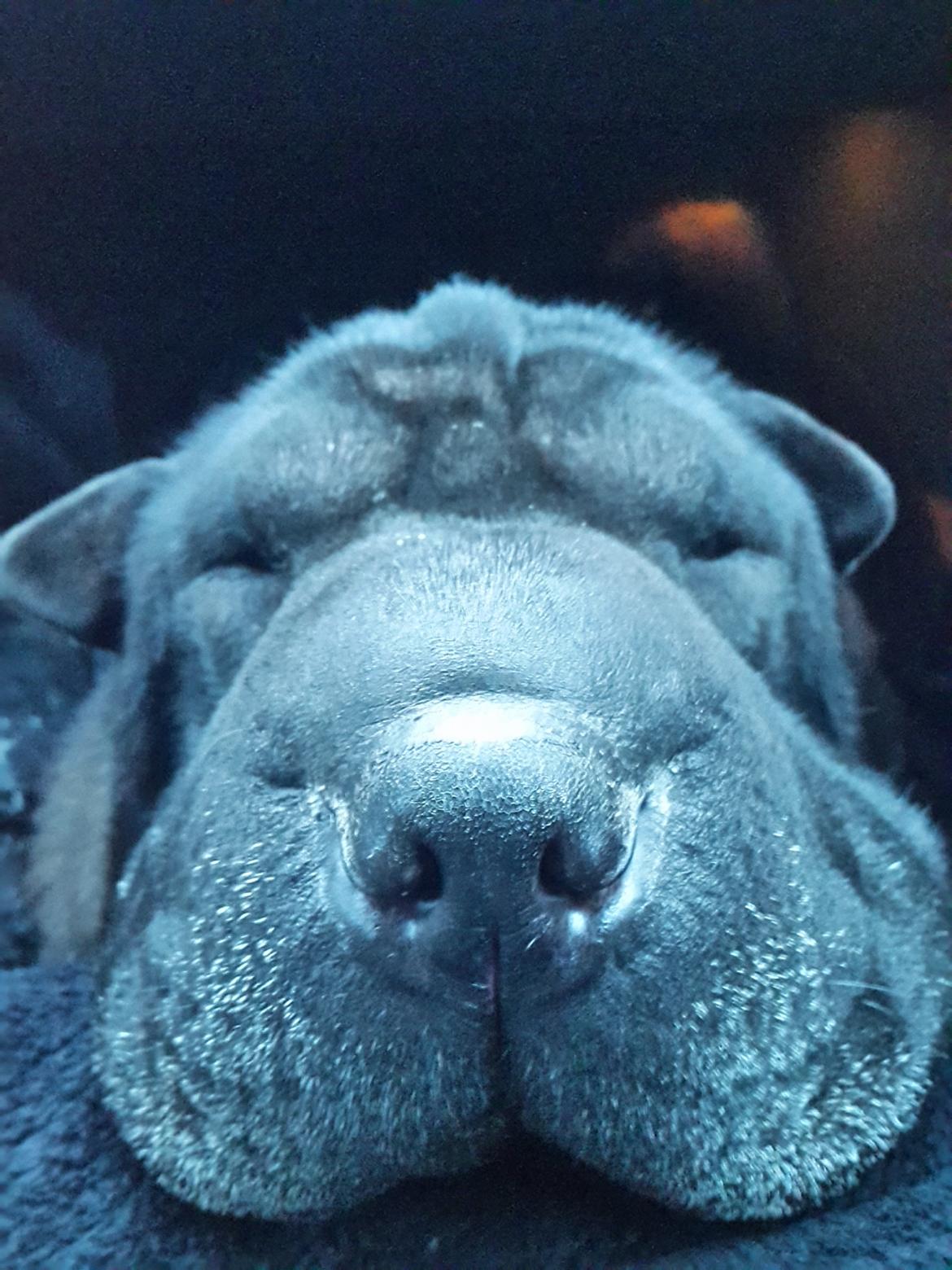 Shar pei Chili - 15. januar 2016 billede 14