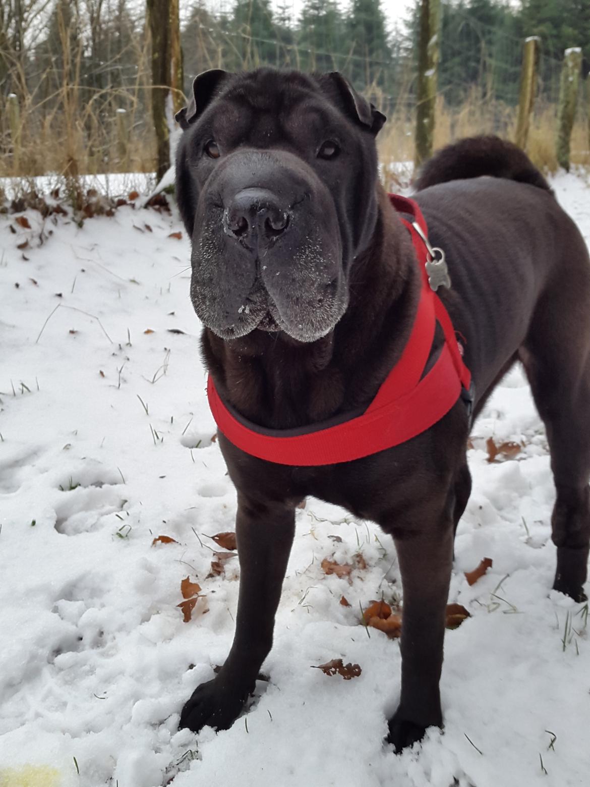 Shar pei Chili - 9. Januar 2016 billede 16