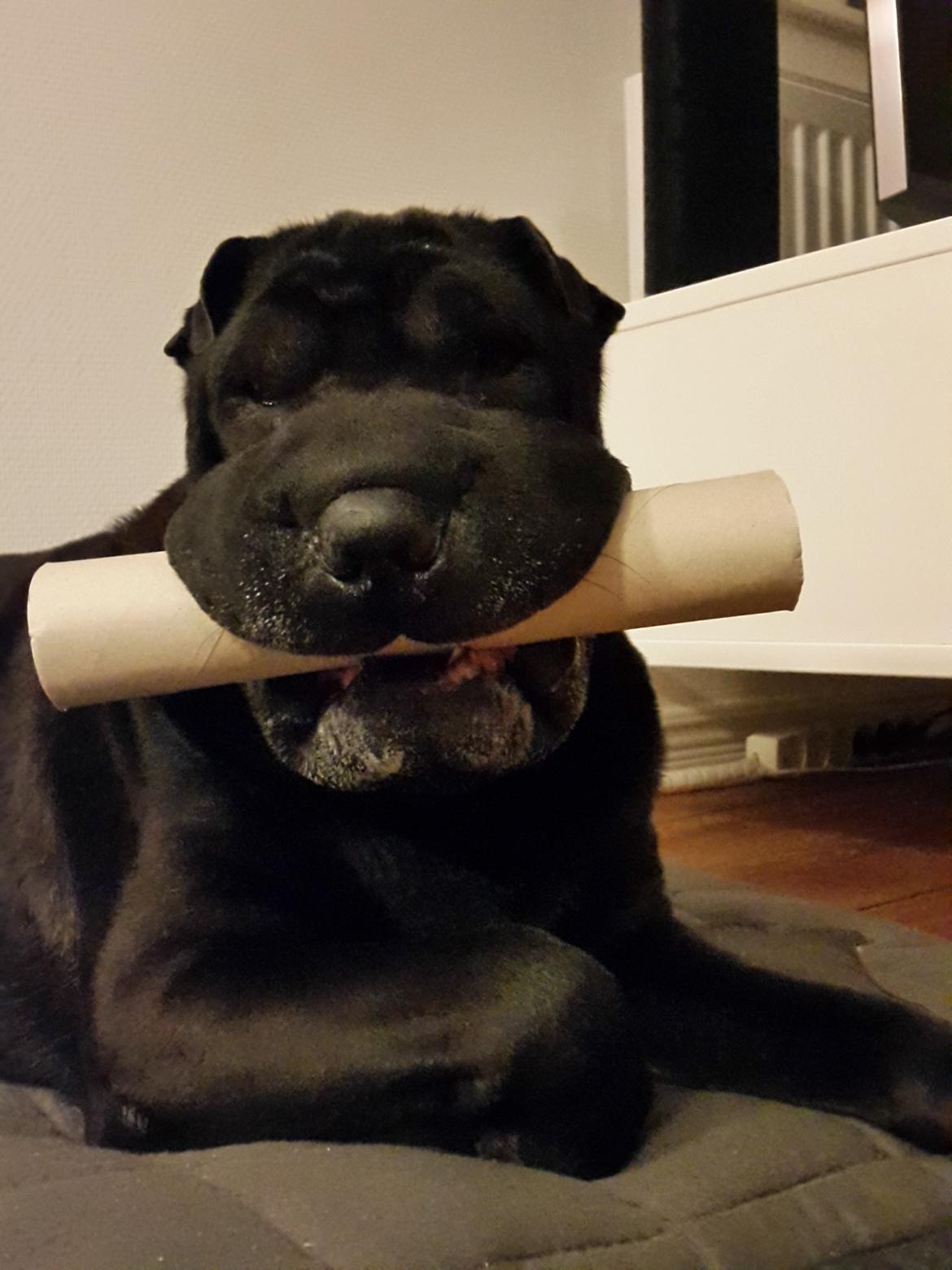 Shar pei Chili - 26. november 2015 billede 19