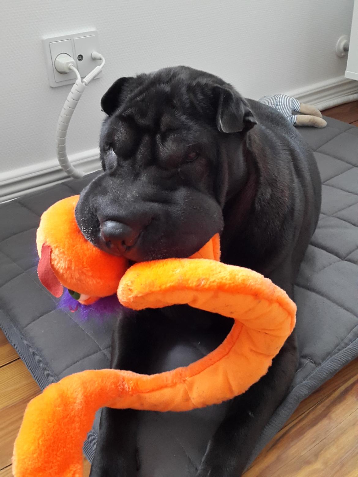 Shar pei Chili - 15. november 2015 billede 18