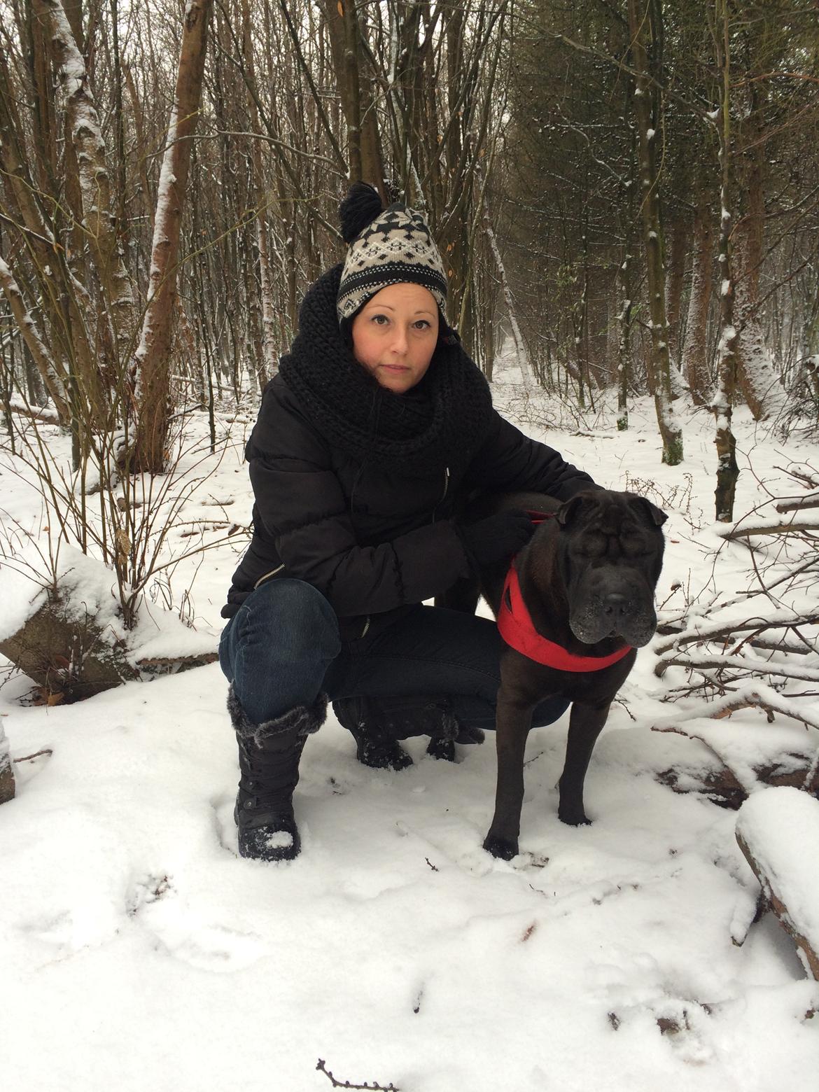 Shar pei Chili - Chili og mig 9. januar 2016 billede 17