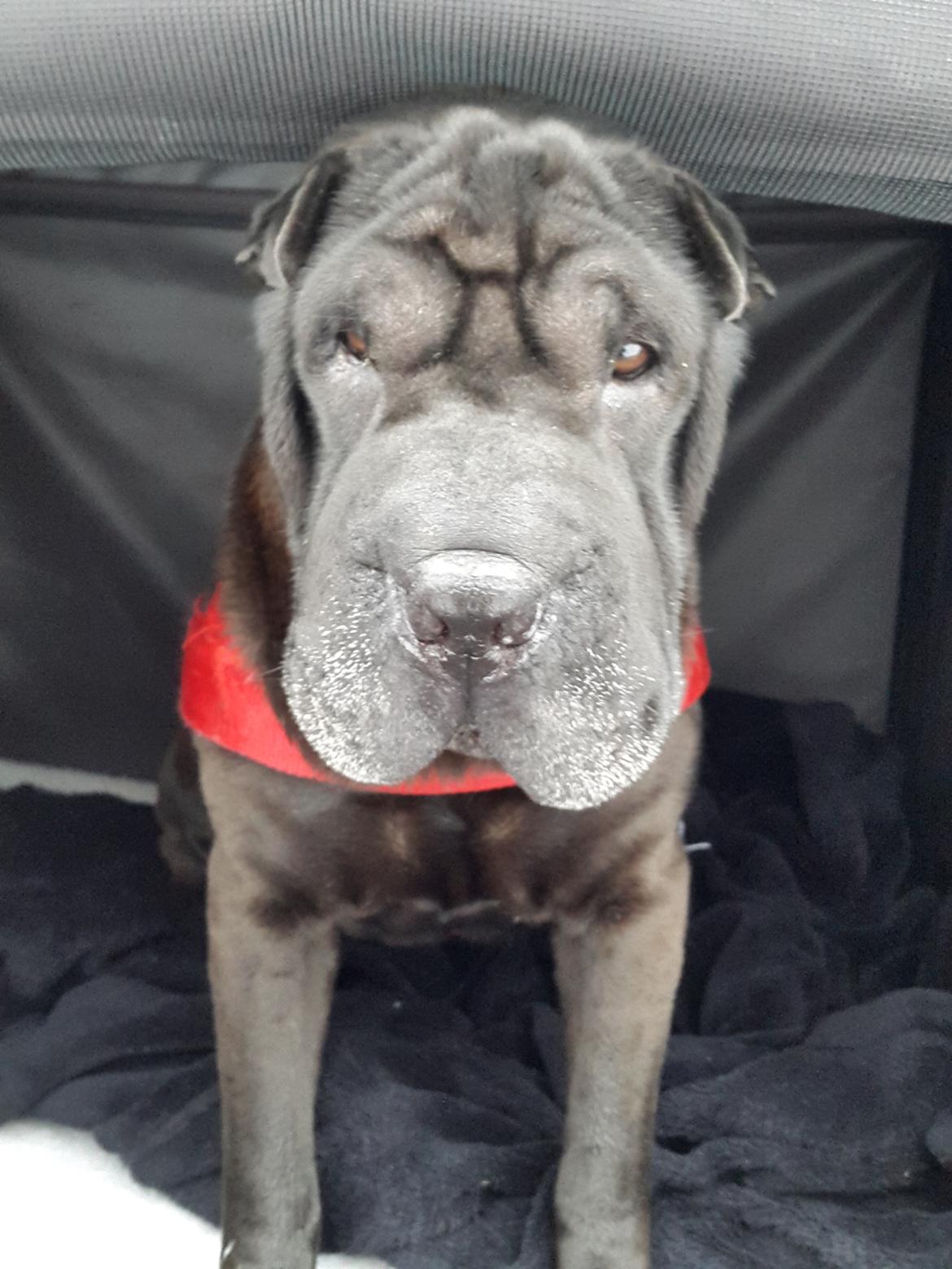 Shar pei Chili - 9. januar 2016 billede 15