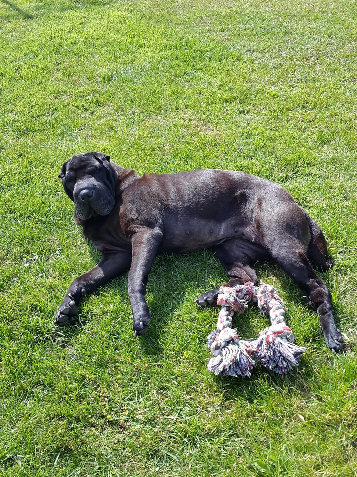 Shar pei Chili - 1. August 2015 billede 20