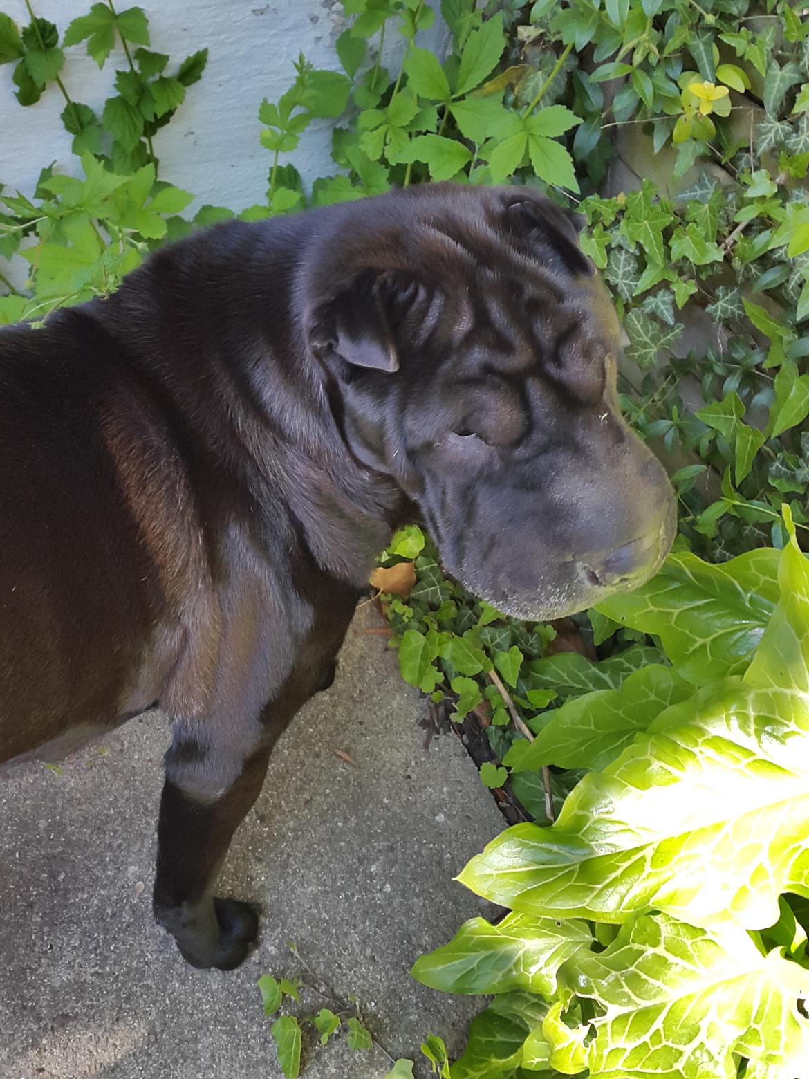 Shar pei Chili - 24. maj 2015 billede 21