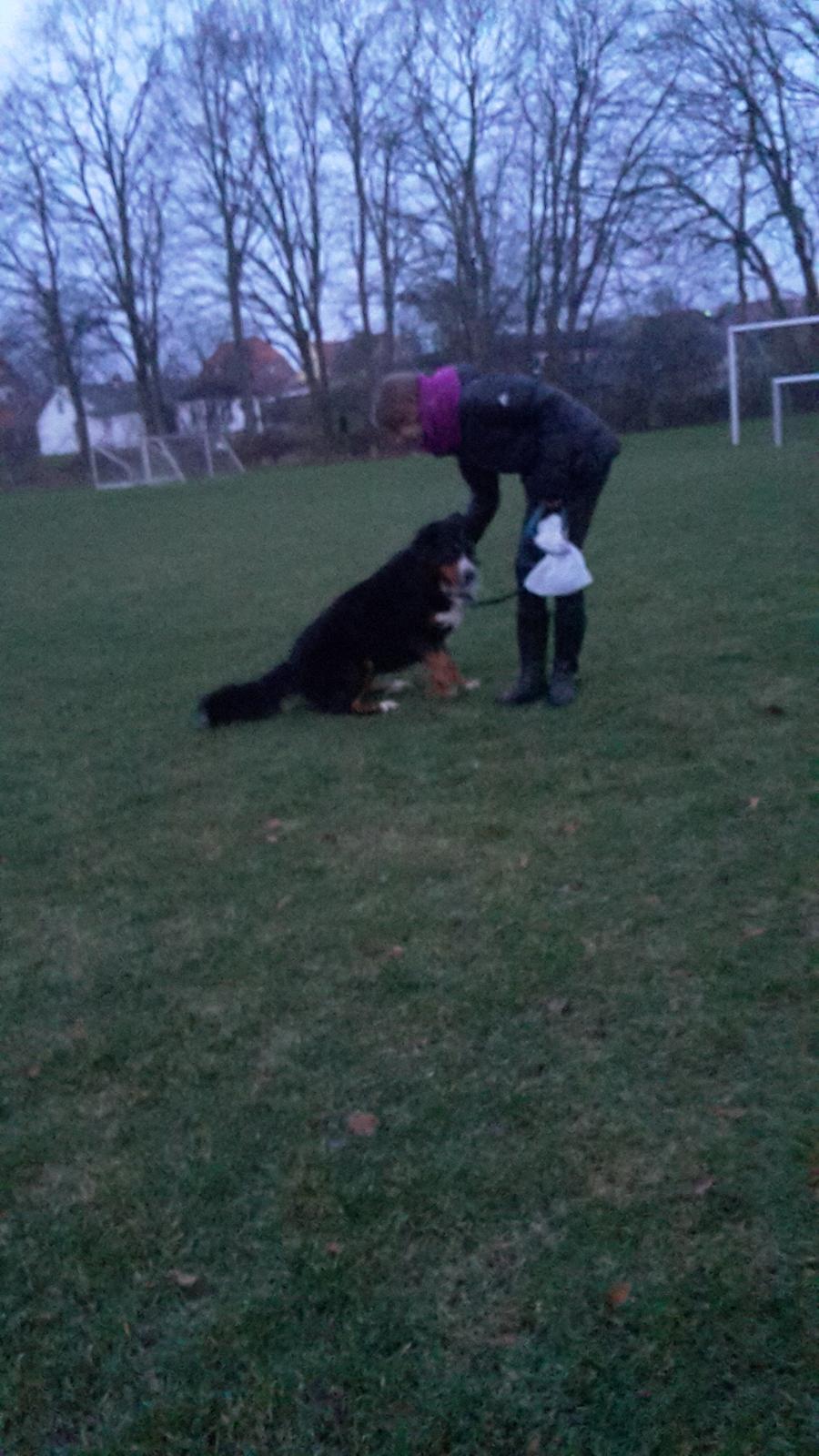 Berner sennenhund Balou billede 31