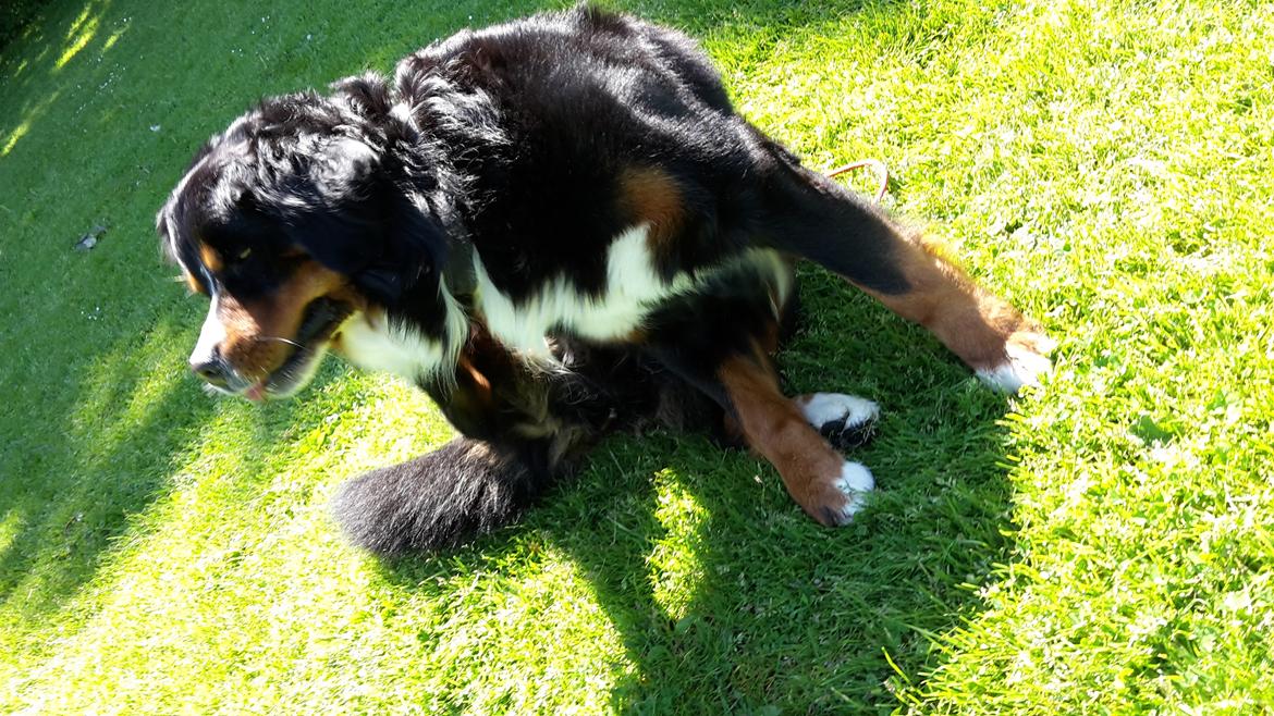 Berner sennenhund Balou billede 32