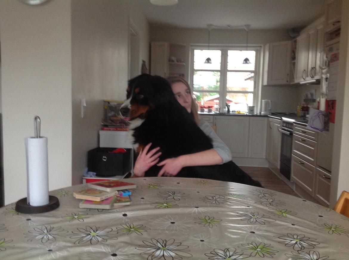 Berner sennenhund Balou - Nu er jeg altså nød til at være skødehund ❤ billede 33