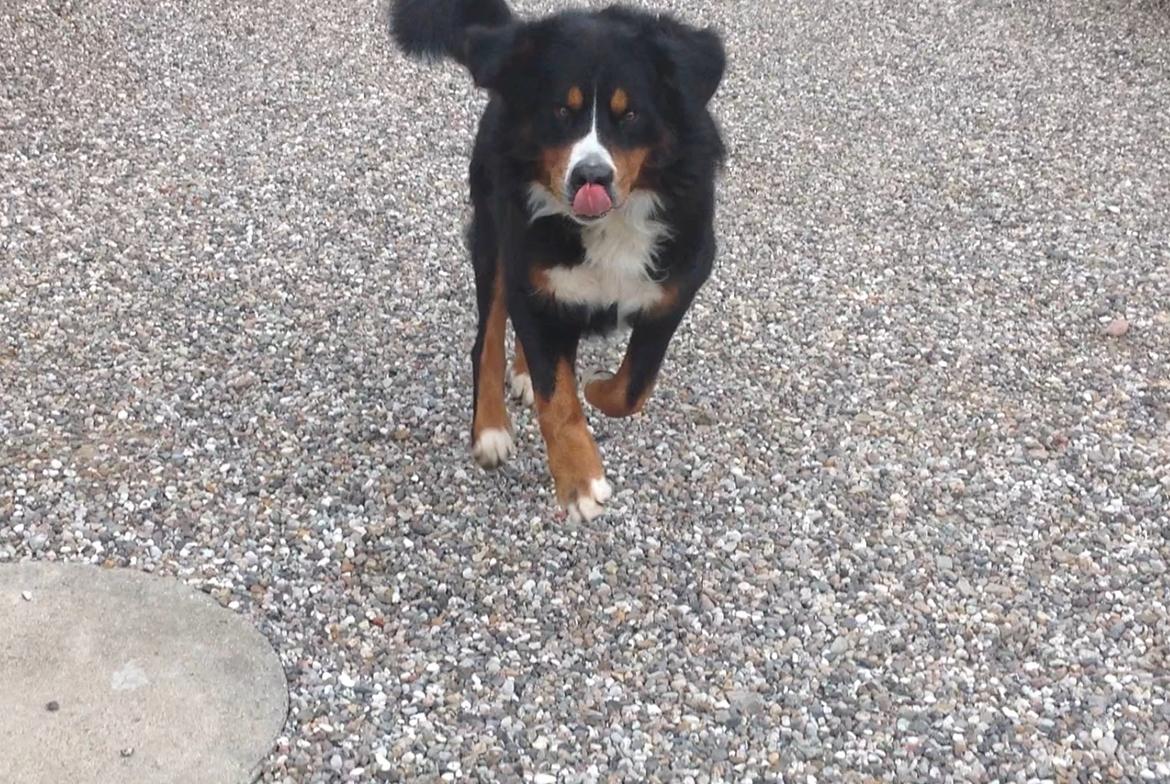 Berner sennenhund Balou - "hva så tøser" 😂❤ billede 34