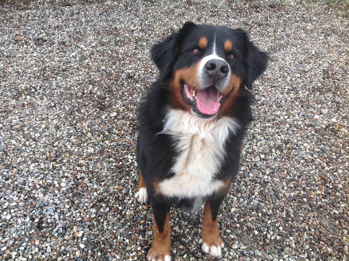 Berner sennenhund Balou billede 35