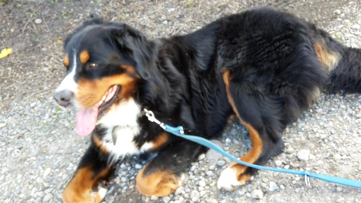 Berner sennenhund Balou - Jeg tager lige en slapper ❤ billede 37