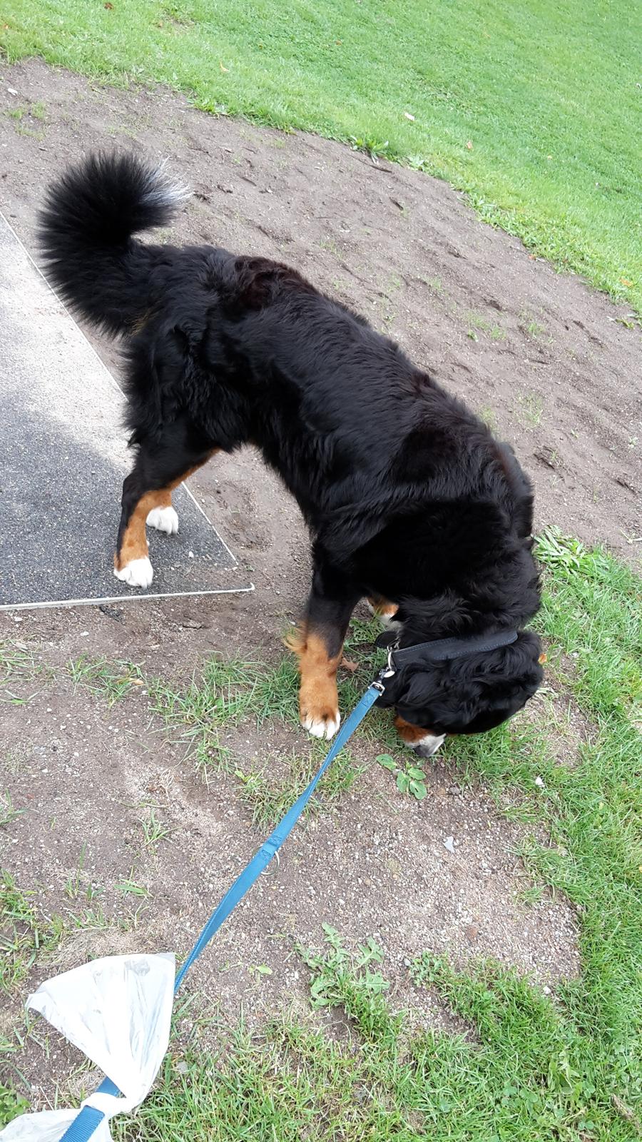 Berner sennenhund Balou billede 36